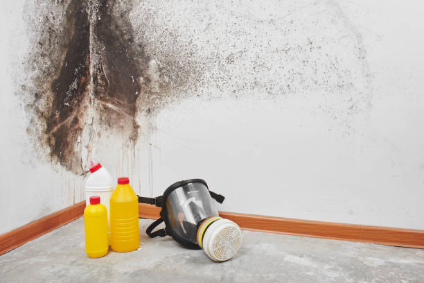 Best Attic Mold Removal  in Canastota, NY