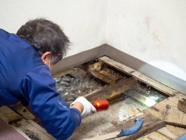 Best Mold Damage Repair  in Canastota, NY