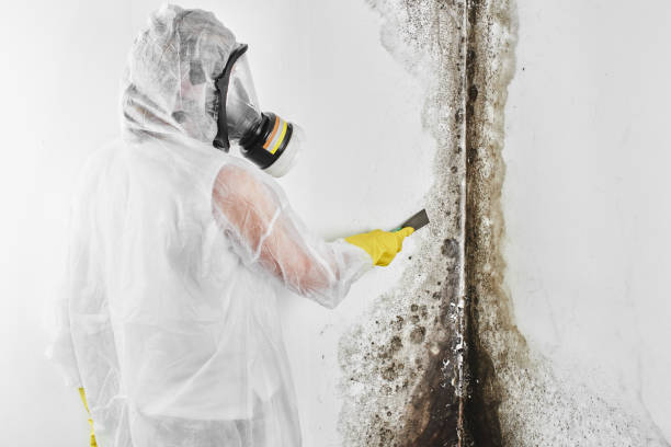 Best Fast Mold Removal  in Canastota, NY
