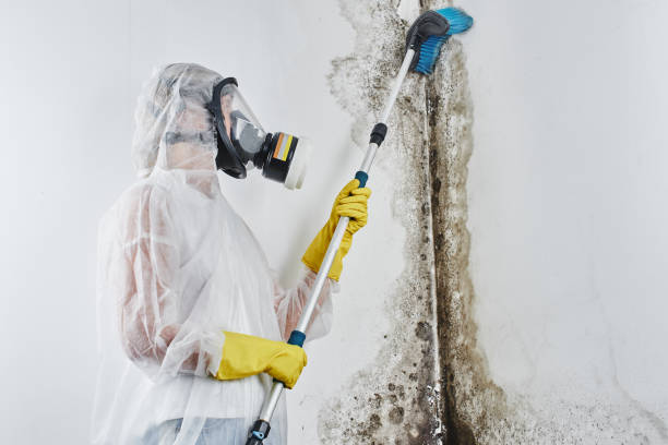 Best Mold Cleaning Services  in Canastota, NY