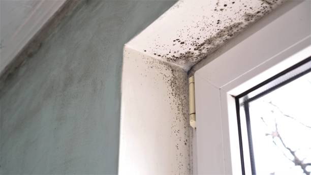 Best Professional Mold Removal  in Canastota, NY