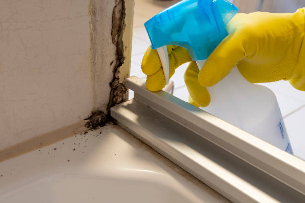 Best Fast Mold Removal  in Canastota, NY