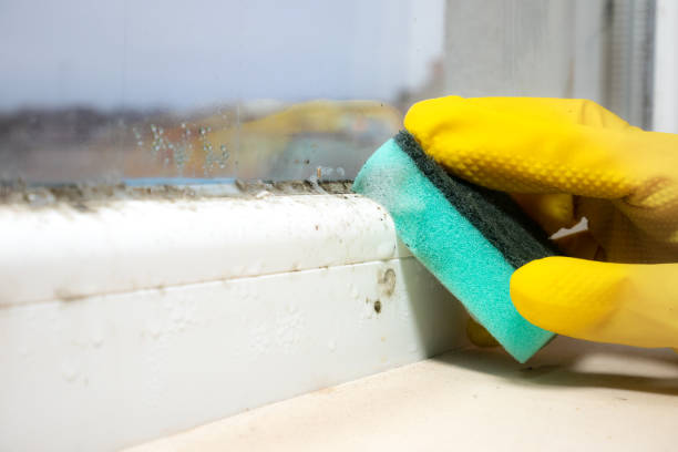 Best Mold Remediation  in Canastota, NY