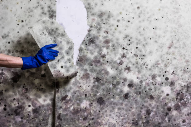 Best Same-Day Mold Removal  in Canastota, NY