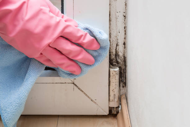 Best Office Mold Removal Services  in Canastota, NY